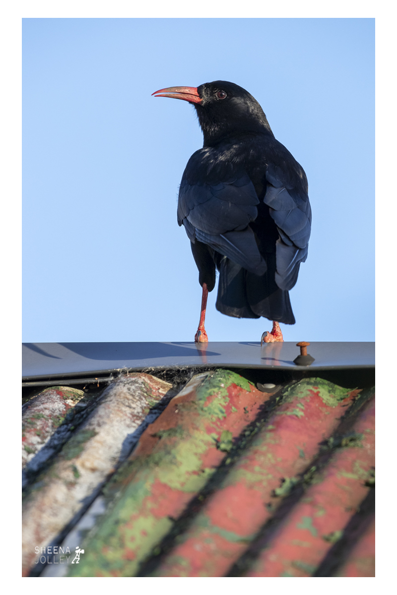 The Chough  bird sea cliffs  Ireland.  Old Head of Kinsale  the greens  Golf Links. red bill  red legs photograph Choughs on the Green.jpg Choughs on the Green.jpg Choughs on the Green.jpg Choughs on the Green.jpg